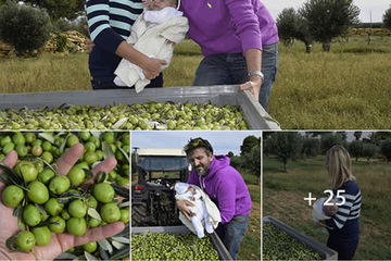 Menfi, il suo Olio e il fascino del rapporto uomo lavoro natura