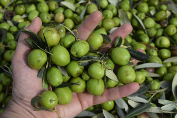 Come partecipare alla raccolta delle olive a Menfi?