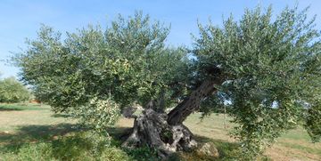  Olio extravergine in Sicilia: gli uliveti di Casale Abate