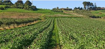 I Presidi slow food di Menfi: il Carciofo Spinoso