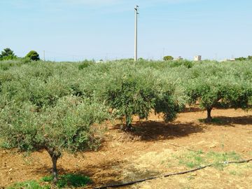 Le olive del FrantOlio Casale Abate in fase di invaiatura