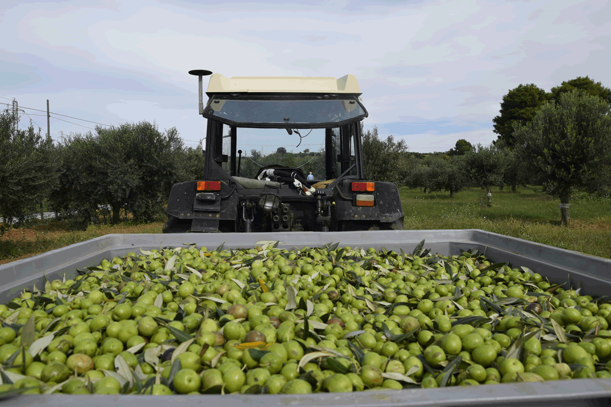 Uliveto e Olio di Casale Abate