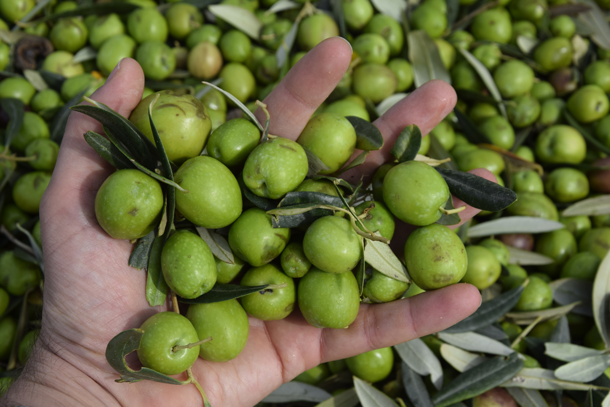 Uliveto e Olio di Casale Abate