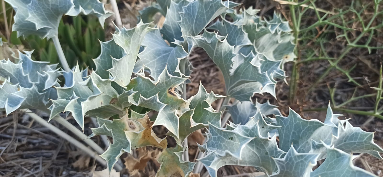 le dune di cipollazzo di menfi: biodiversità Eryngium maritimum