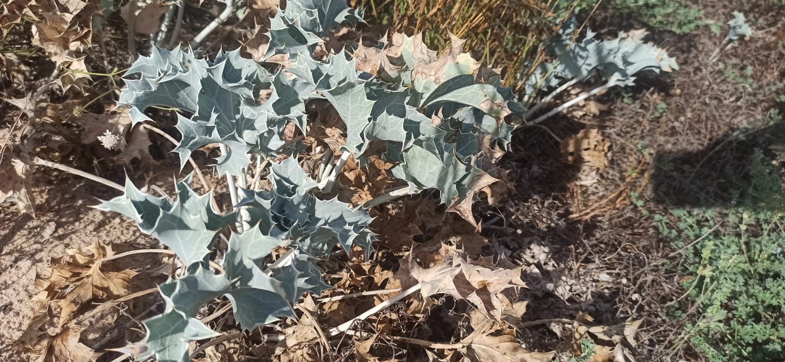 le dune di cipollazzo di menfi: biodiversità Eryngium maritimum