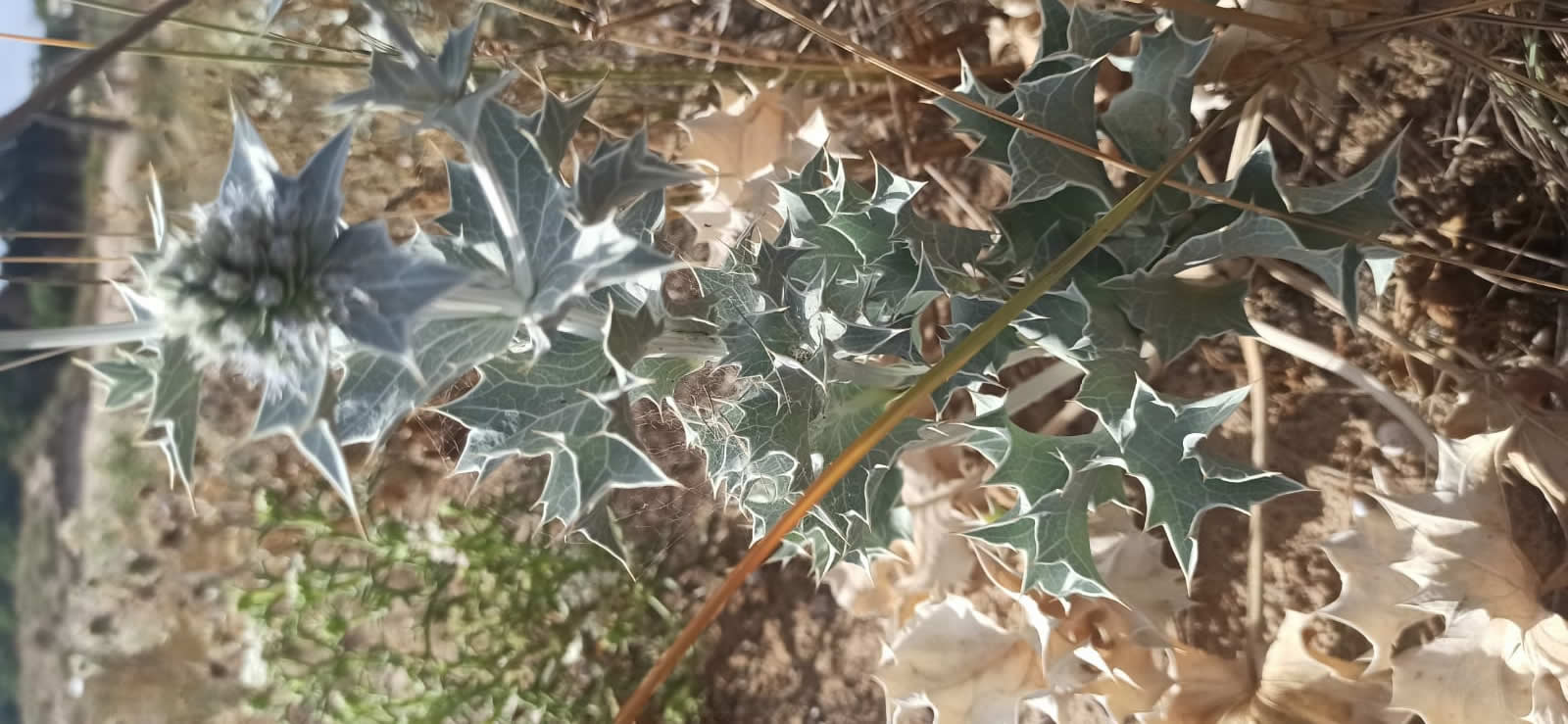 le dune di cipollazzo di menfi: biodiversità Eryngium maritimum