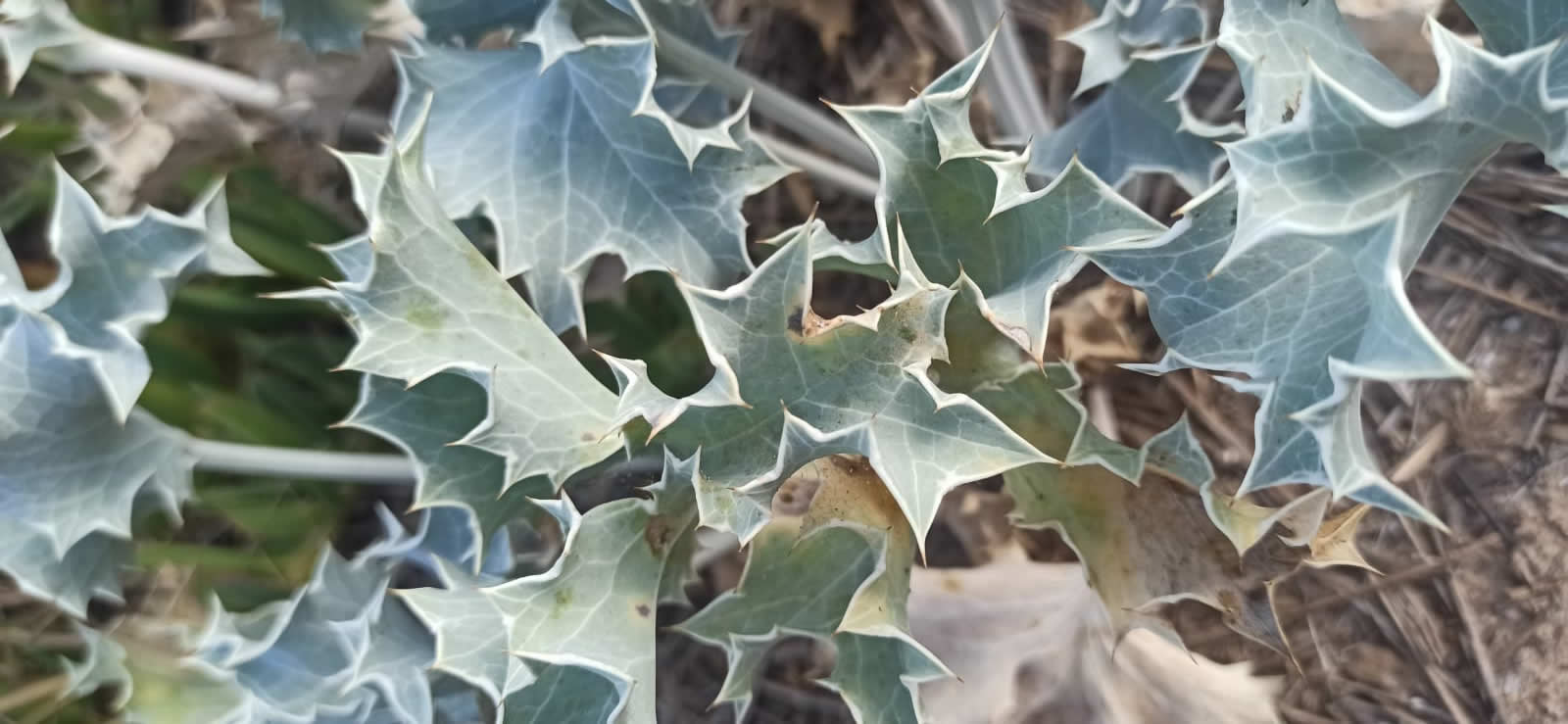 le dune di cipollazzo di menfi: biodiversità Eryngium maritimum