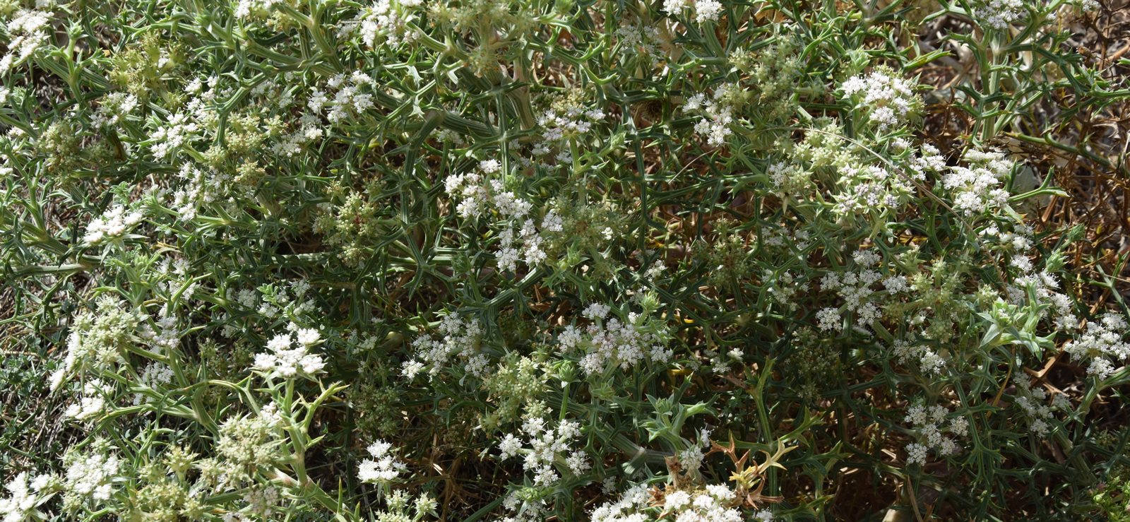 Echinophora spinosa di Contrada Cipollazzo di Menfi