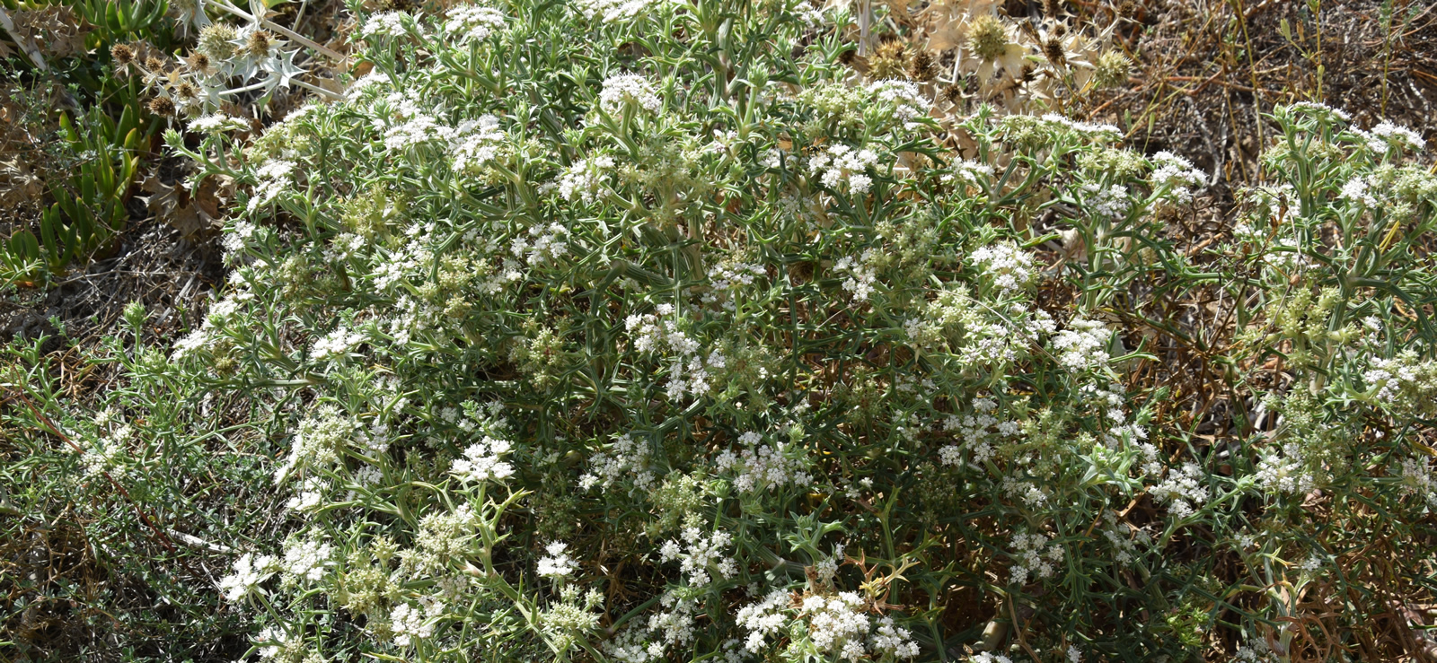 Echinophora spinosa di Contrada Cipollazzo di Menfi