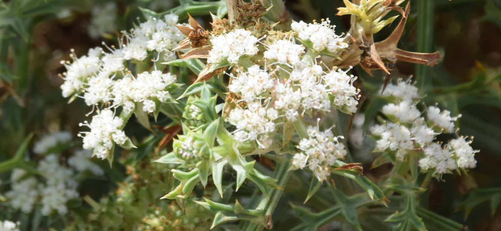 Echinophora spinosa di Contrada Cipollazzo di Menfi