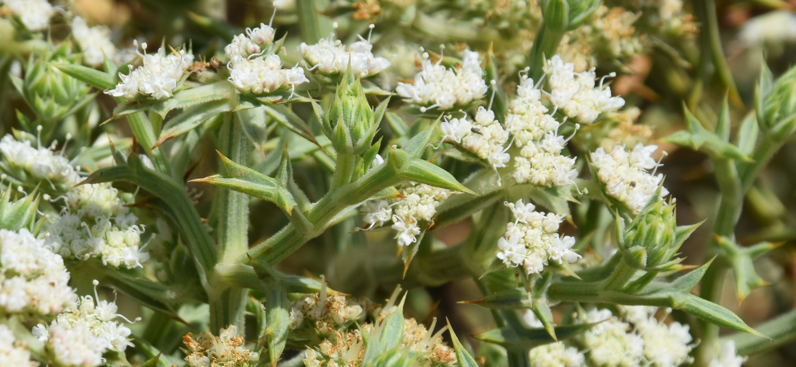 Echinophora spinosa di Contrada Cipollazzo di Menfi