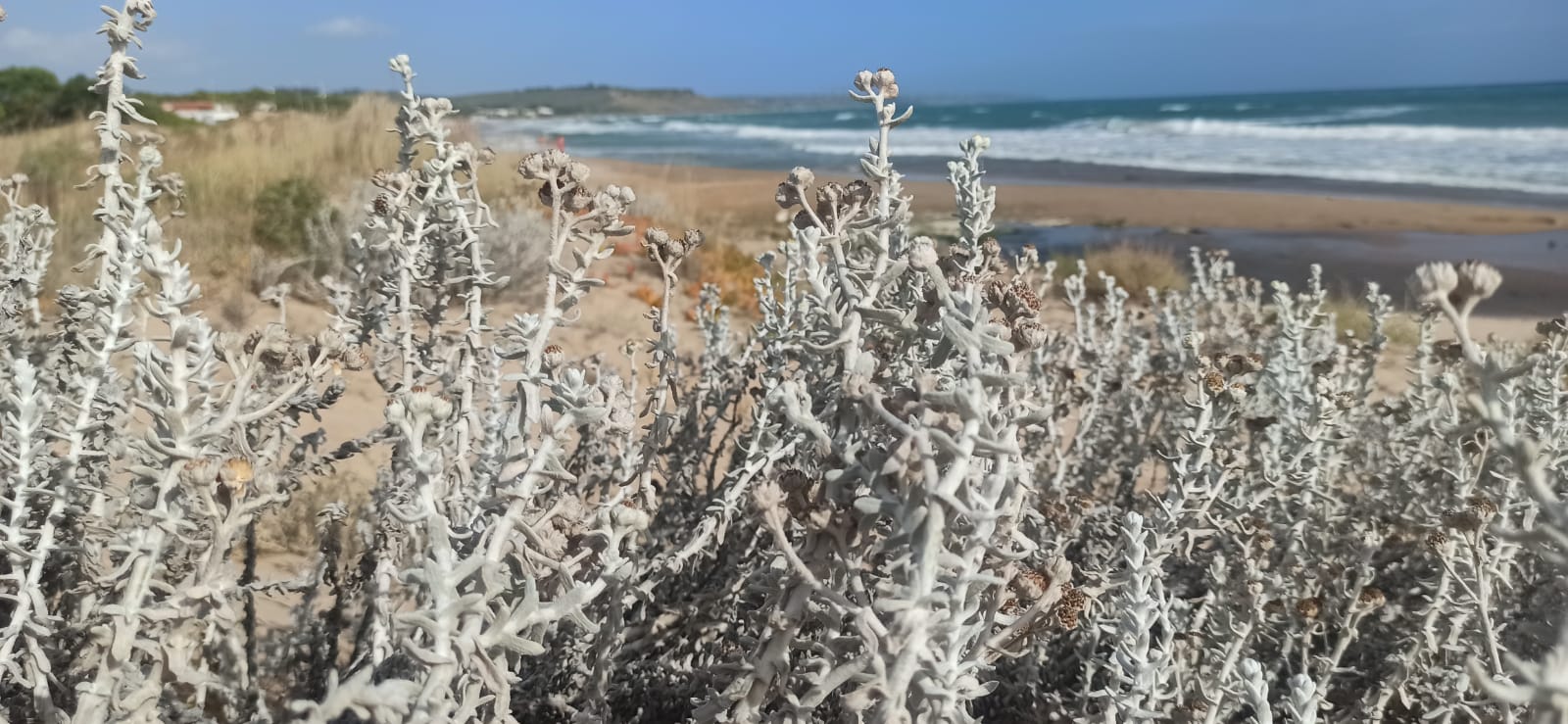 Achillea maritima di Contrada Cipollazzo Di Menfi