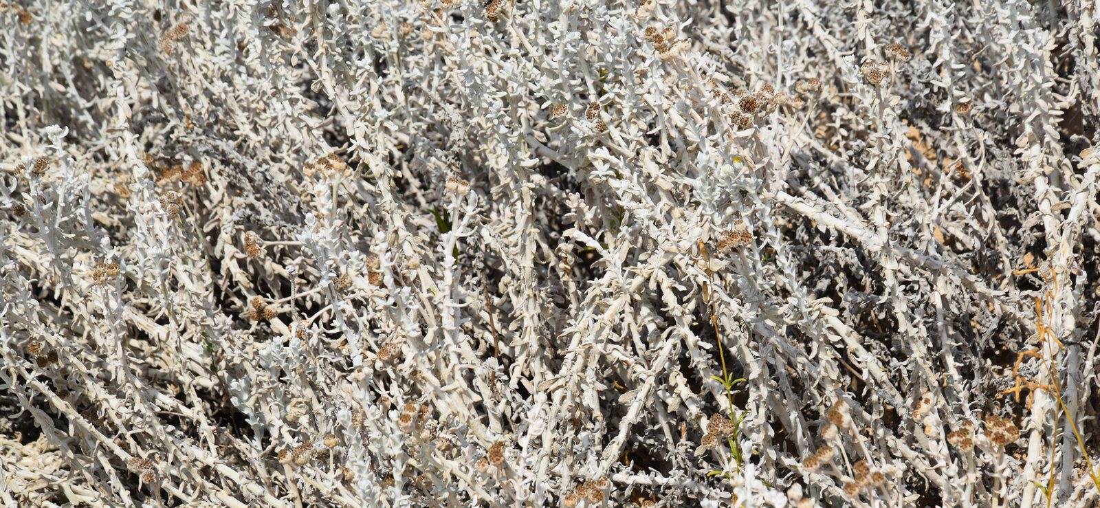 Achillea maritima di Contrada Cipollazzo Di Menfi