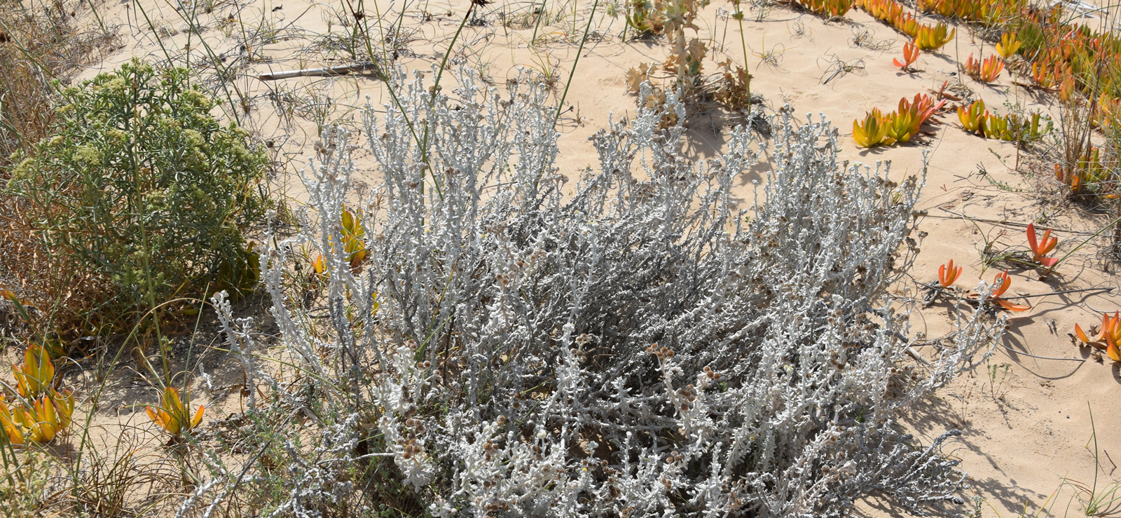 Achillea maritima di Contrada Cipollazzo Di Menfi