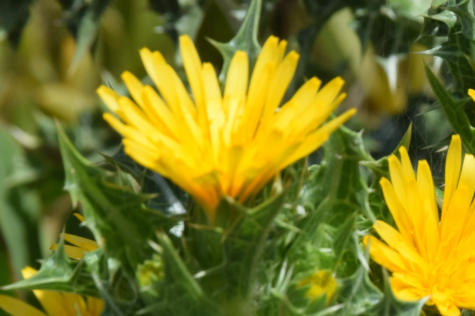 Scolymus hispanicus di Contrada Cipollazzo Di Menfi