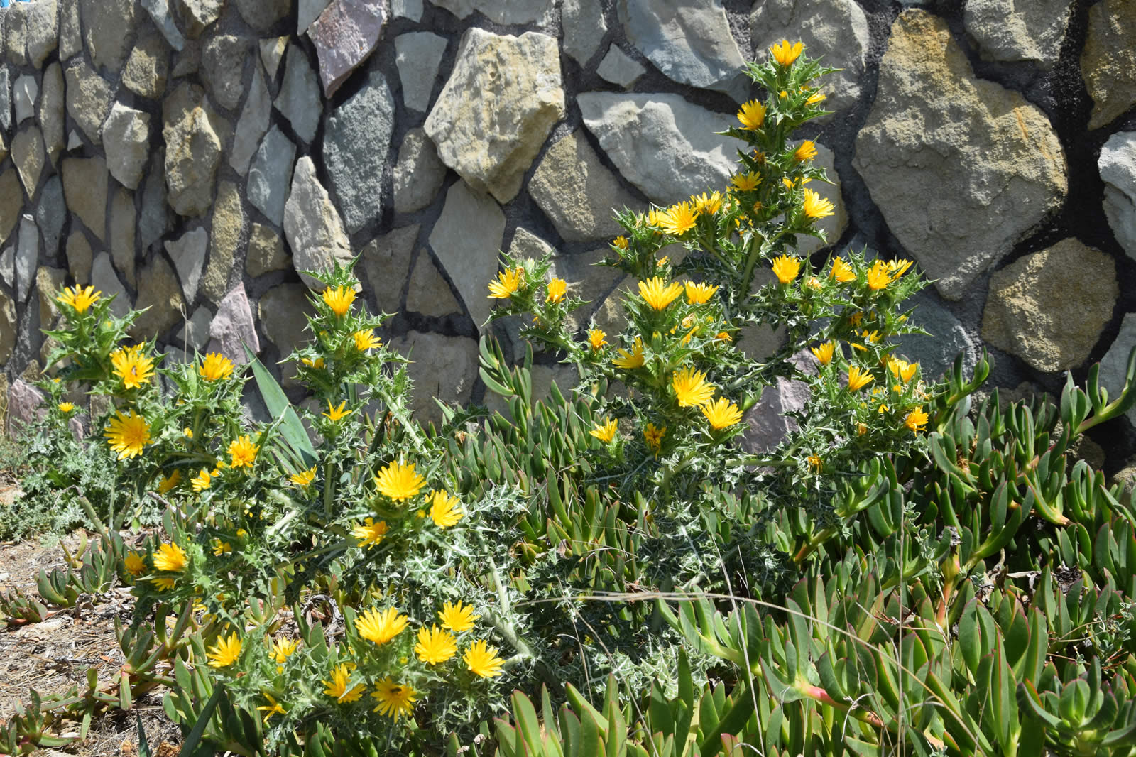 Scolymus hispanicus di Contrada Cipollazzo Di Menfi