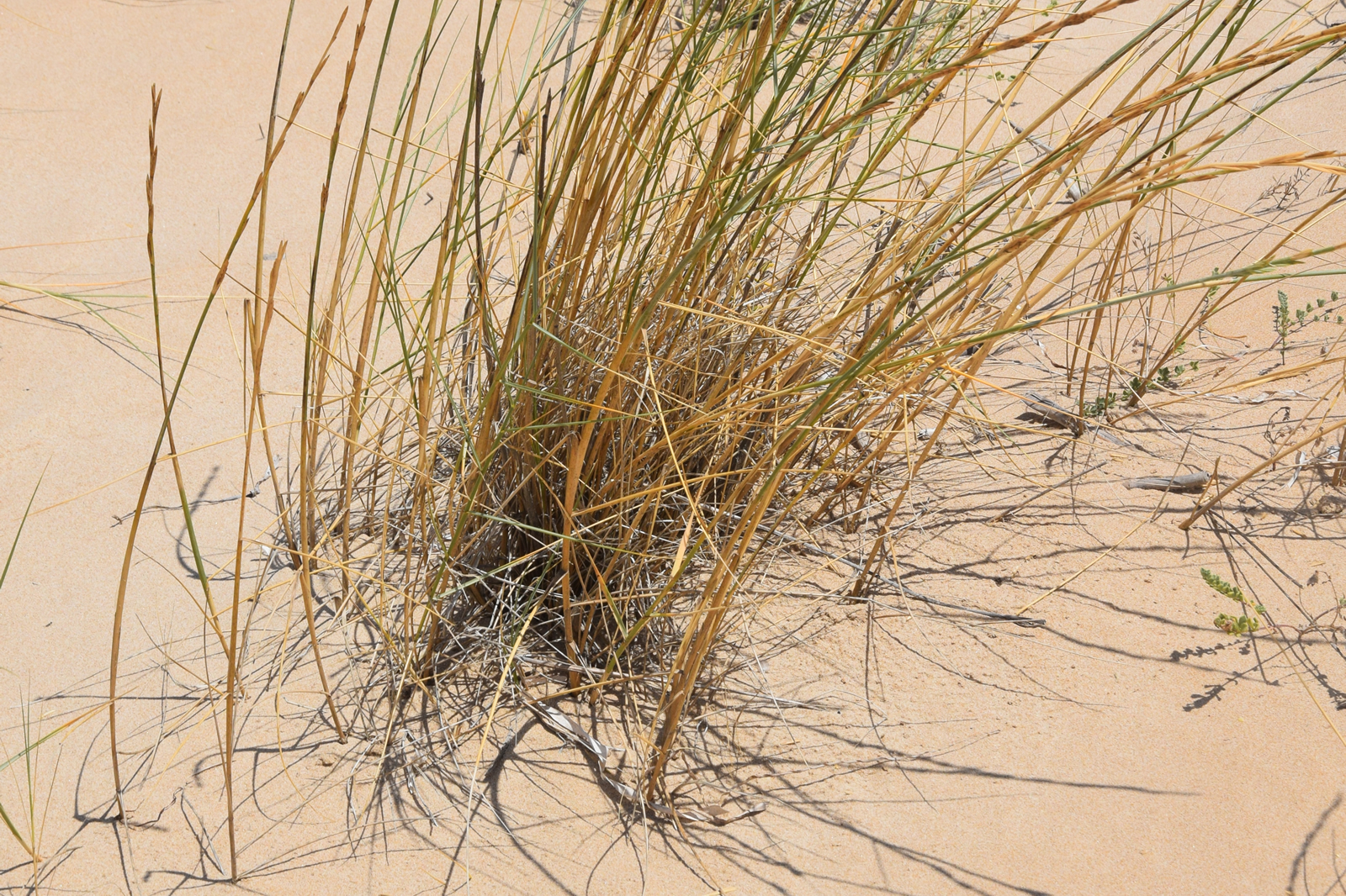 Ammophila arenaria di Contrada Cipollazzo Di Menfi 