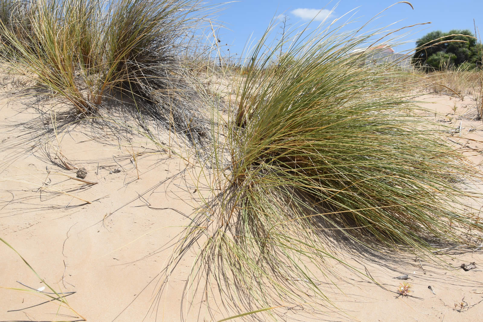 Scolymus hispanicus di Contrada Cipollazzo Di Menfi