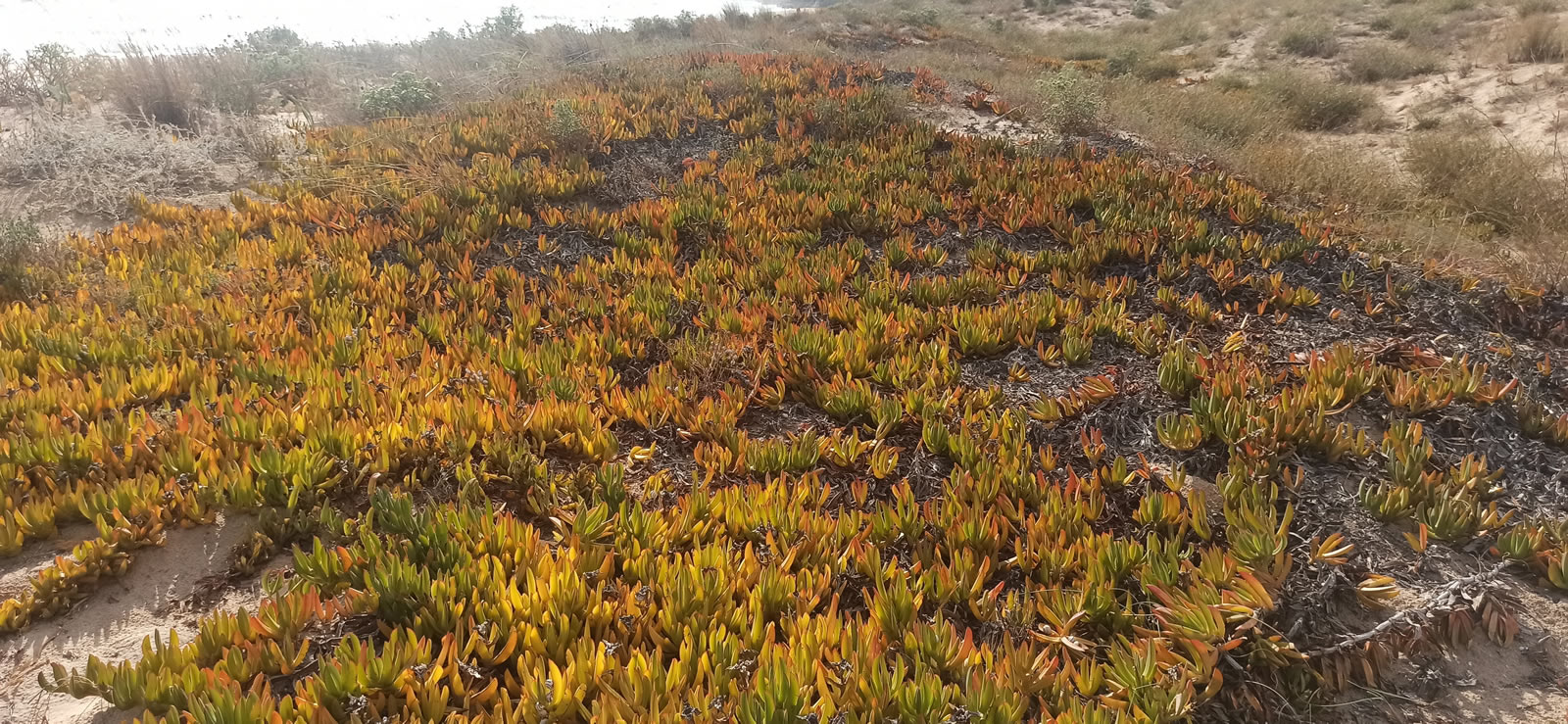 Carpobrotus edulis spiagge menfi