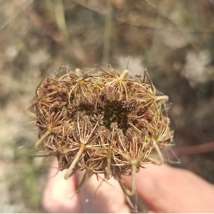 Daucus carota nelle spiagge di Menfi